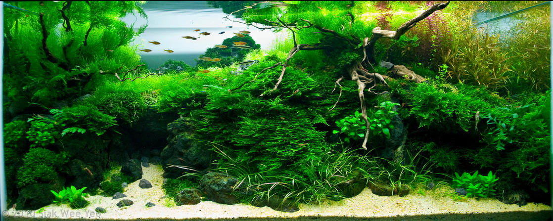 Aquarium-CO2-System in einem bepflanzten Becken gezeigt